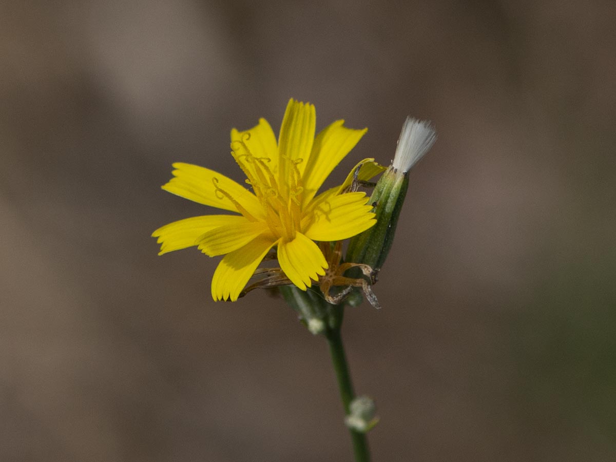 Korb, Pappus